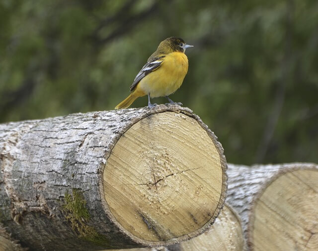 꾀꼬리-보는-꿈-해몽