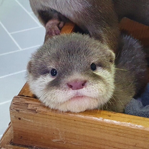 수달