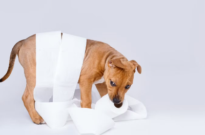 개와 휴지