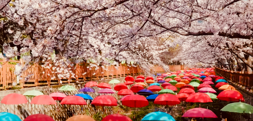 벚꽃 절정 시기 맞춰 가는 2025 진해 군항제 여행 TIP