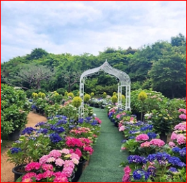 2024 화천 토마토축제 행사일정 확인하기