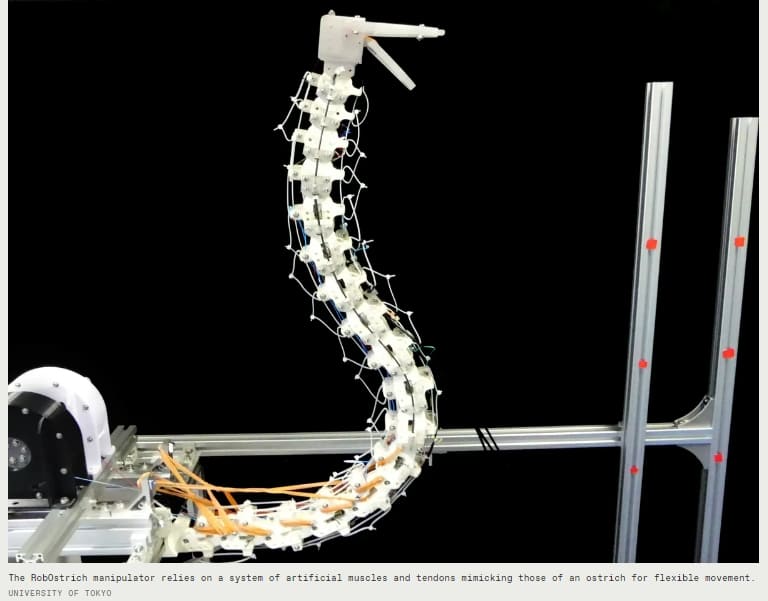 손이 닿기 어려운 곳을 스트레칭해주는 로봇 롭 오스트리쉬 VIDEO: Robotic Manipulator based on the Anatomy and Behavior of an Ostrich Neck