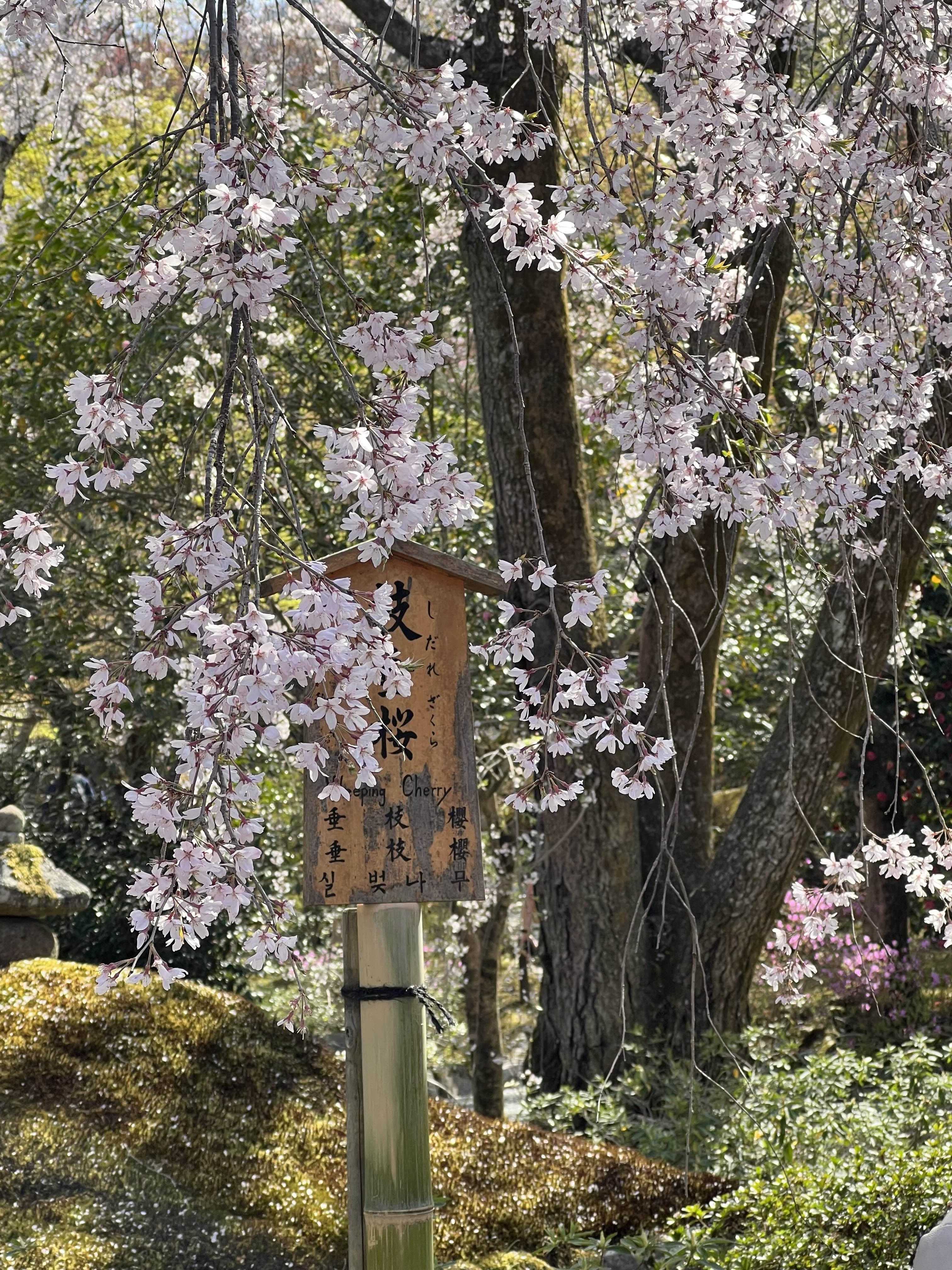 텐류지 벚꽃 2023년 교토 벚꽃축제