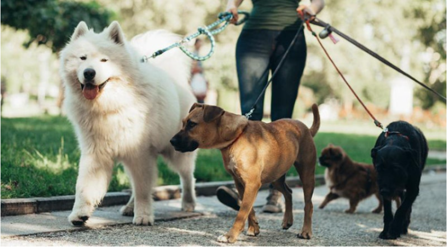 반려견 산책 효과 (일상 변화, 정서 안정, 관계 형성)
