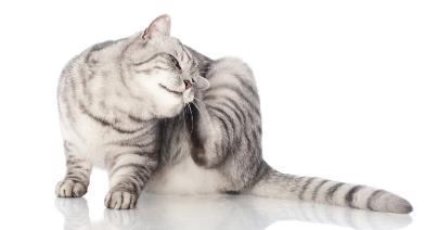 고양이가 귀를 간지럽힐 때