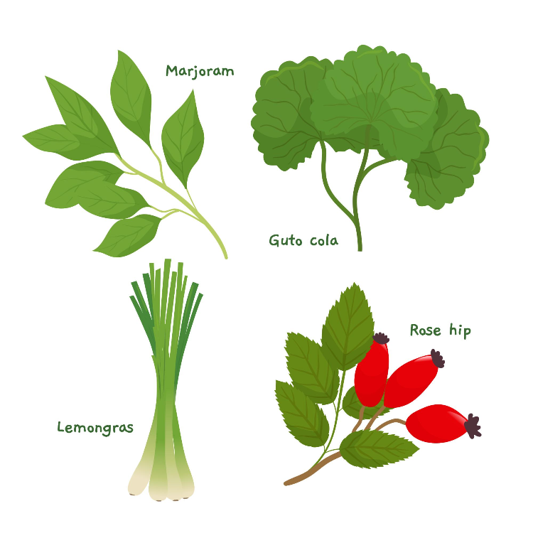 고투 콜라 효능