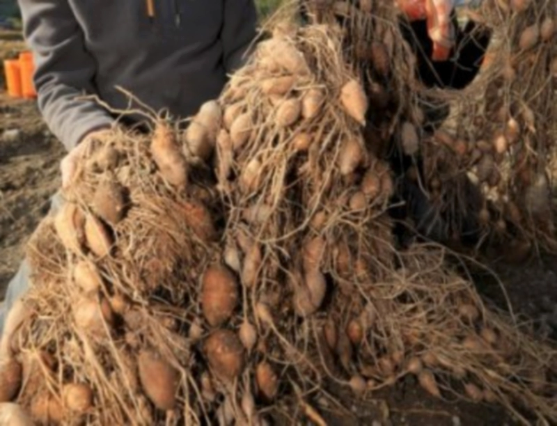 아피오스 재배 및 수확 방법 