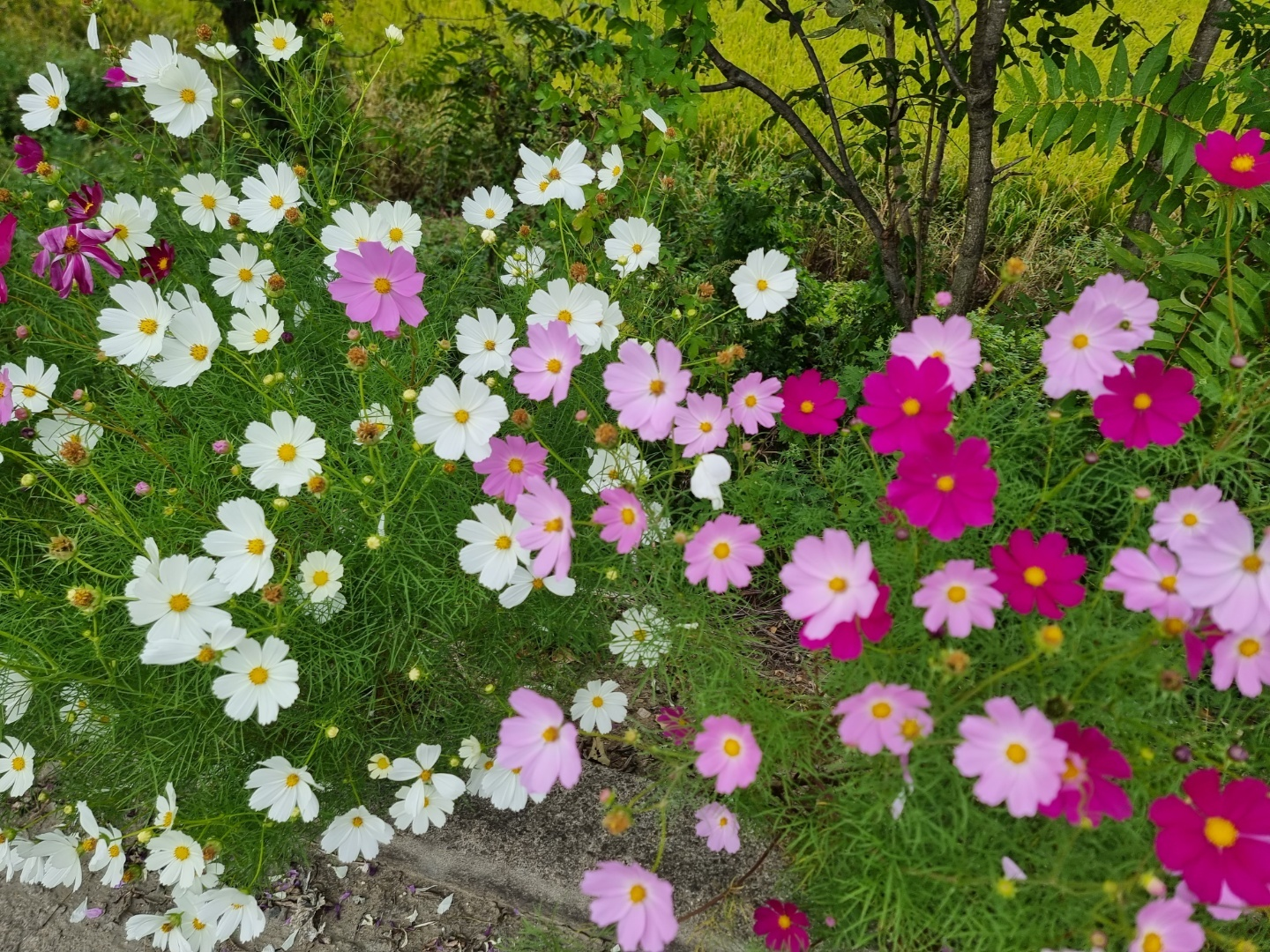 가덕 코스모스 (청주 코스모스길)