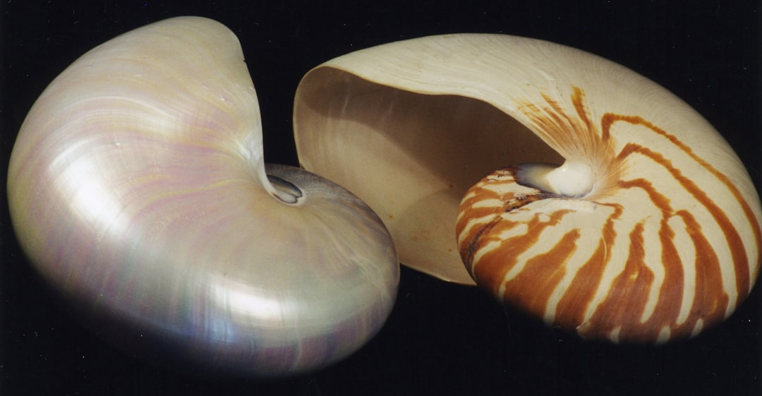 Nautilus