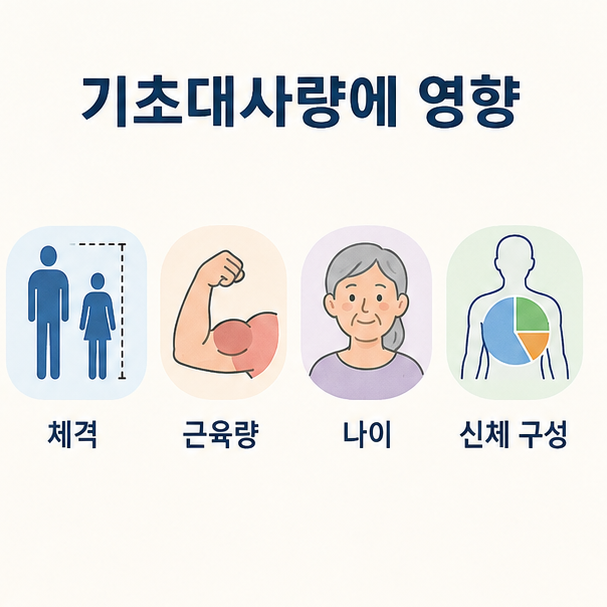 체격, 근육량, 나이, 신체 구성이 기초대사량에 영향을 주는 요소라는 설명