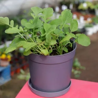 래디시 재배 직파 요령 솎아주기 토양 pH 맞추기_30