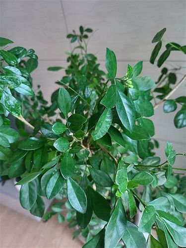 화장실 벌레 퇴치 방법