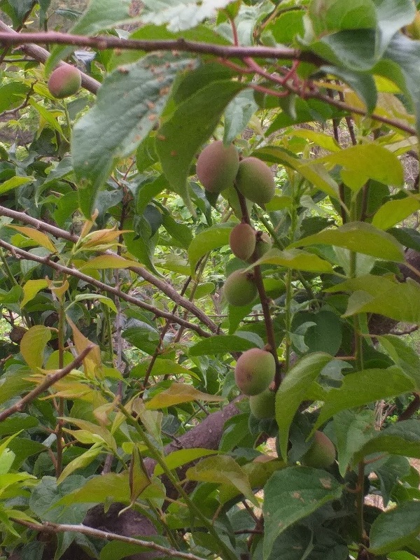 천왕산