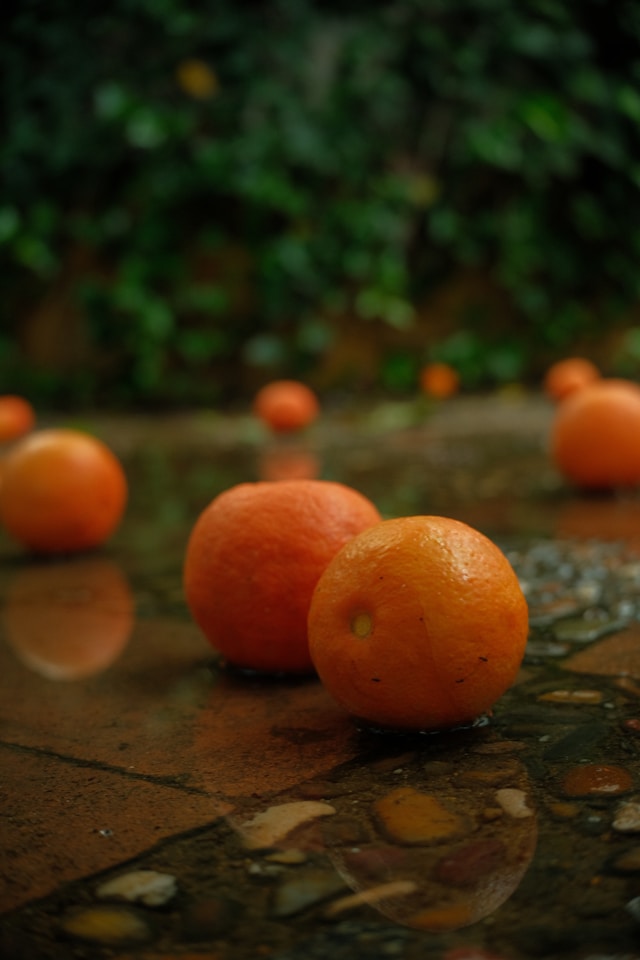 귤 박스 보관법 터진 귤 선별 꿀팁