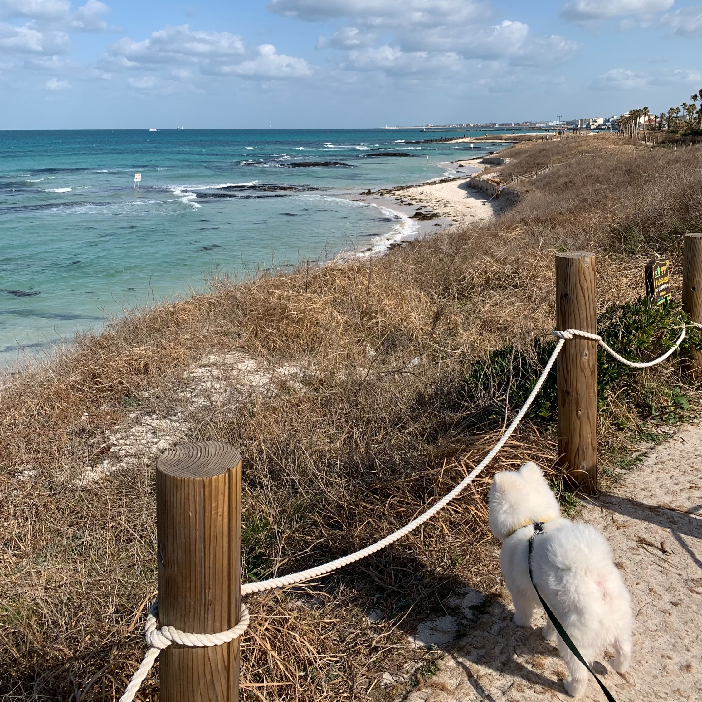 제주 애견동반여행