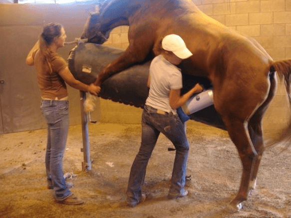 말의 위로를 위해 기구를 가지고 말의 신체에 대고 있는 사육사들