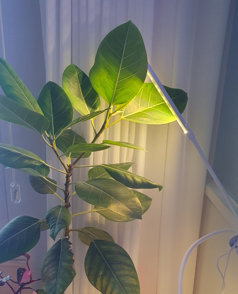 뱅갈고무나무 실사진