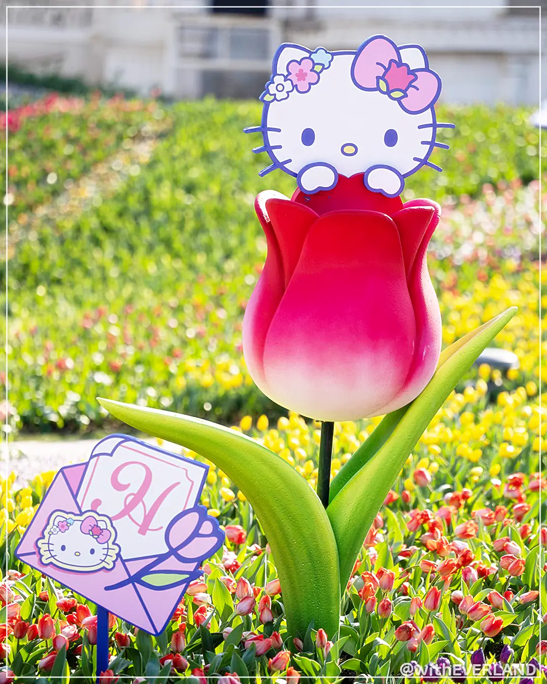 용인 에버랜드 튤립축제 산리오