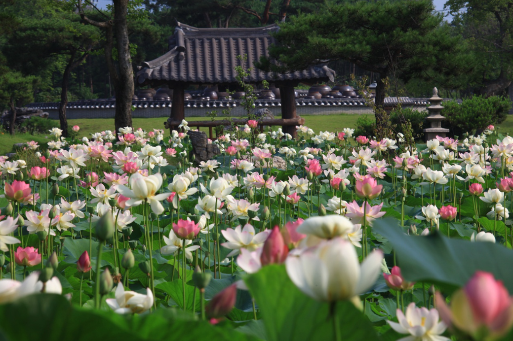 양평 세미원 사진