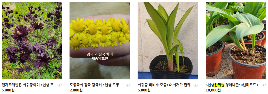 6시내고향 두메부추 자생식물 세종 연동면 세종약초원 정보