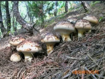 송이버섯 채취시기가격 정보를 확인_12