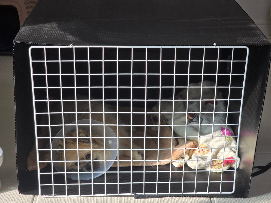 슬개골 탈구 수술 뒤 운동 제한