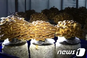 팽이버섯 재배 저온 관리 병해 예방 깔끔한 세척_8