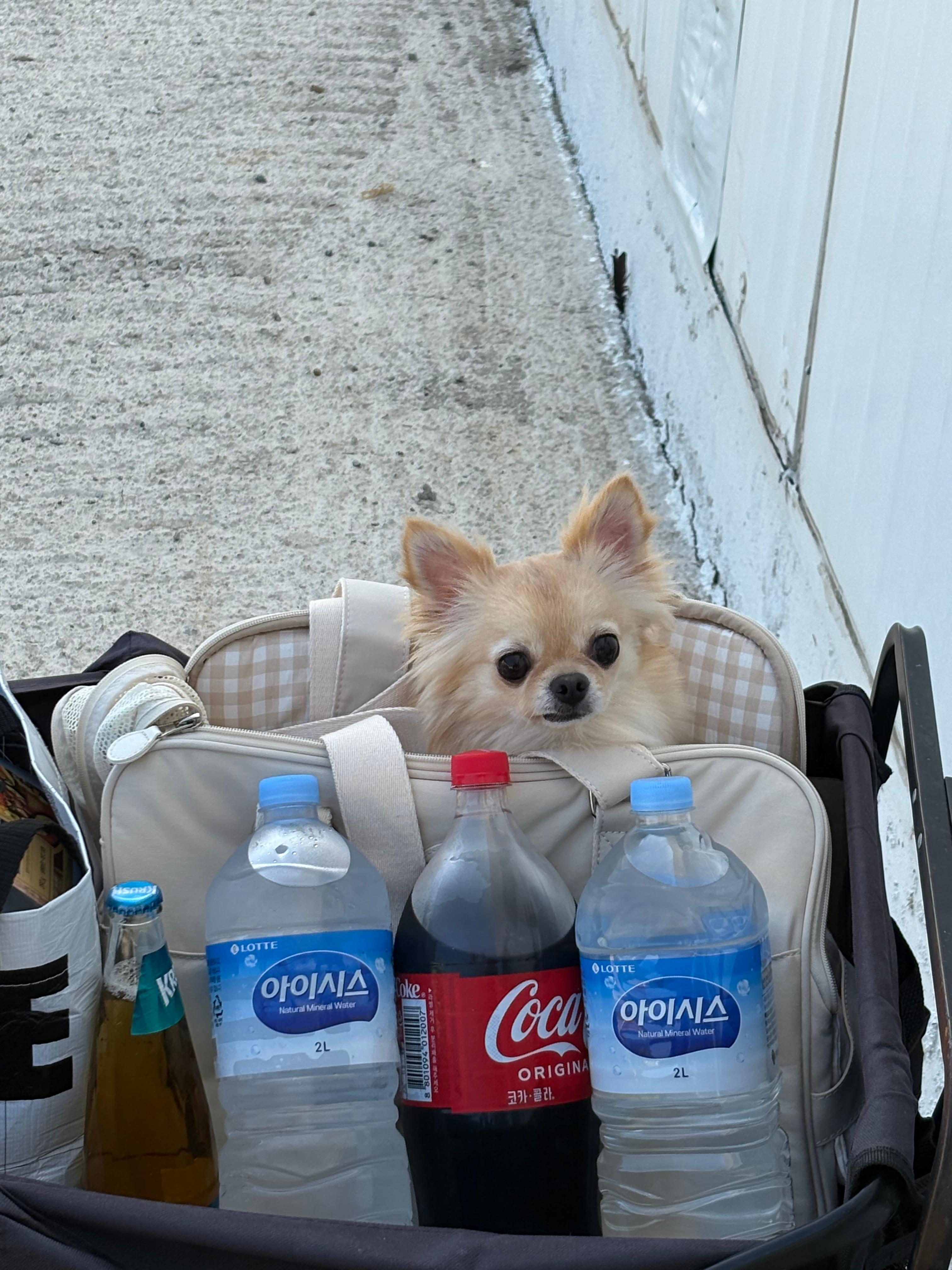 강화도 메리 글램핑 데이트 코스: 반려견과 함께하는 낭만적인 감성 여행 가이드