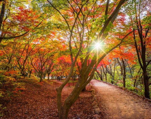 내장산-단풍축제-서래봉