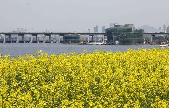 2024 한강 서래섬 유채꽃 축제 일정 정보&amp;#44; 장소 위치&amp;#44; 가는길&amp;#44; 놀거리
