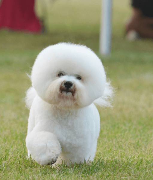 애완용 강아지 종류 및 특징 정리 - 소형 강아지 종류