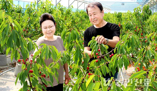 체리 재배 수분수 선택 전정 시기 열매 갈라짐 예방_5