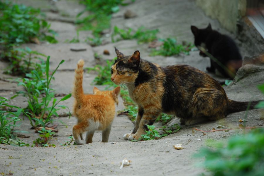 문현동 돌산마을 고양이 가족