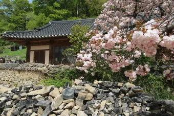 봄꽃 여행 성지 충남 서산 명소 BEST5_18