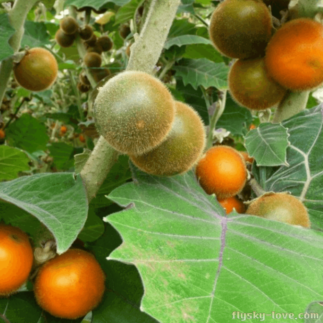 작은 오렌지 나랑히야