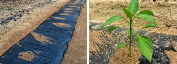 파프리카-착색단고추-작형별-재배시기-파종시기-정식시기-모종-심는시기-수확시기-모종심기-심는방법-정식방법