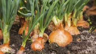 nv_양파 보관법_14