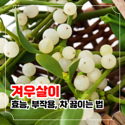 겨우살이 효능 14가지와 부작용 및 끓이는 법