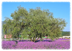 고석정 꽃밭축제