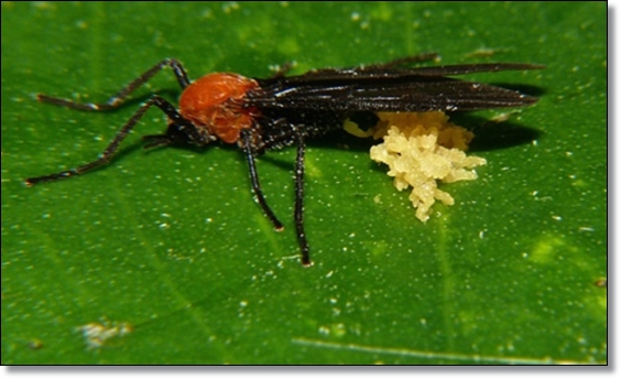 봄 가을의 불청객 러브 버그 퇴치/생태/행동/피해/예방/공존의 필요성