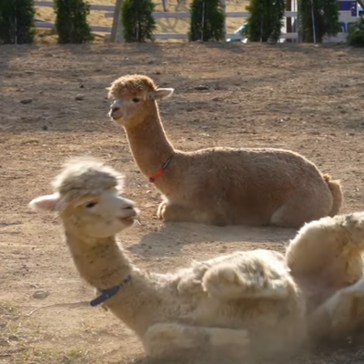 가평 베니아새정원