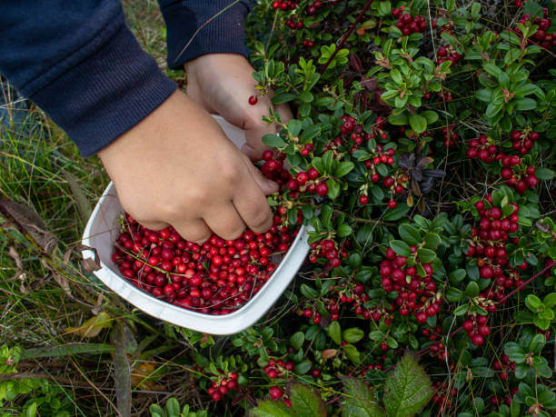 링곤베리 효능은 다이어트와 항산화 효과에 뛰어납니다