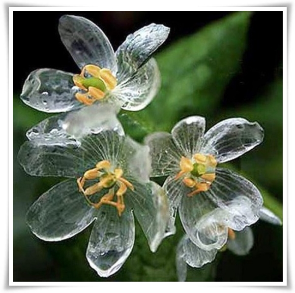 "산하엽" 비에 젖으면 투명해지는 숲 속의 보석 신기한 마법의 꽃!