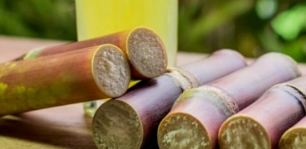 옥타코사놀 음식