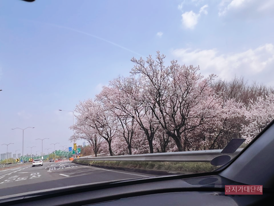 서울의-벚꽃-개화상황