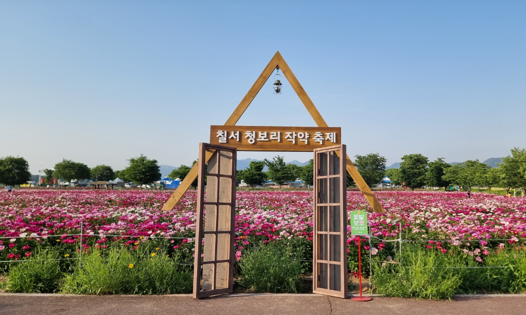 함안 청보리 작약축제