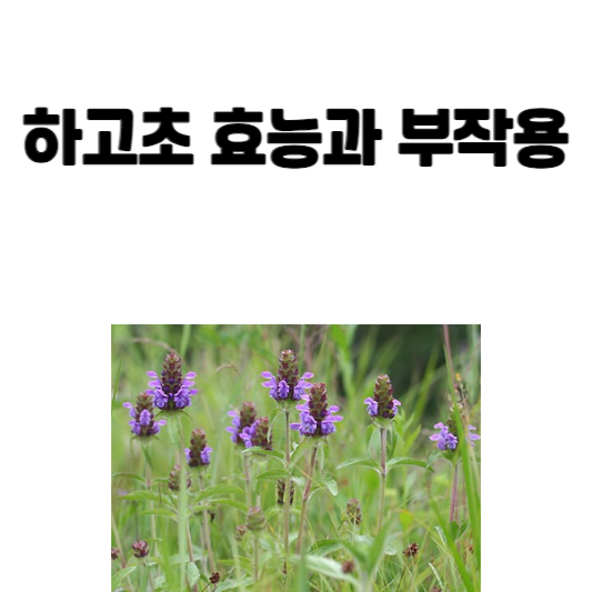 하고초 효능과 부작용