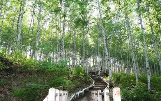 제천-자작나무숲