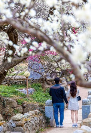 광양 매화축제
