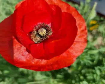 원주 용수골 꽃양귀비 축제_7